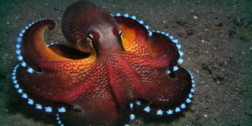 However, the octopus