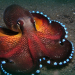 However, the octopus